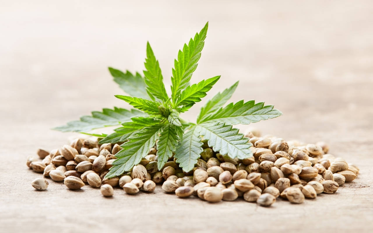 Cannabissamen: alles über rechtliche Aspekte des Pflanzens und