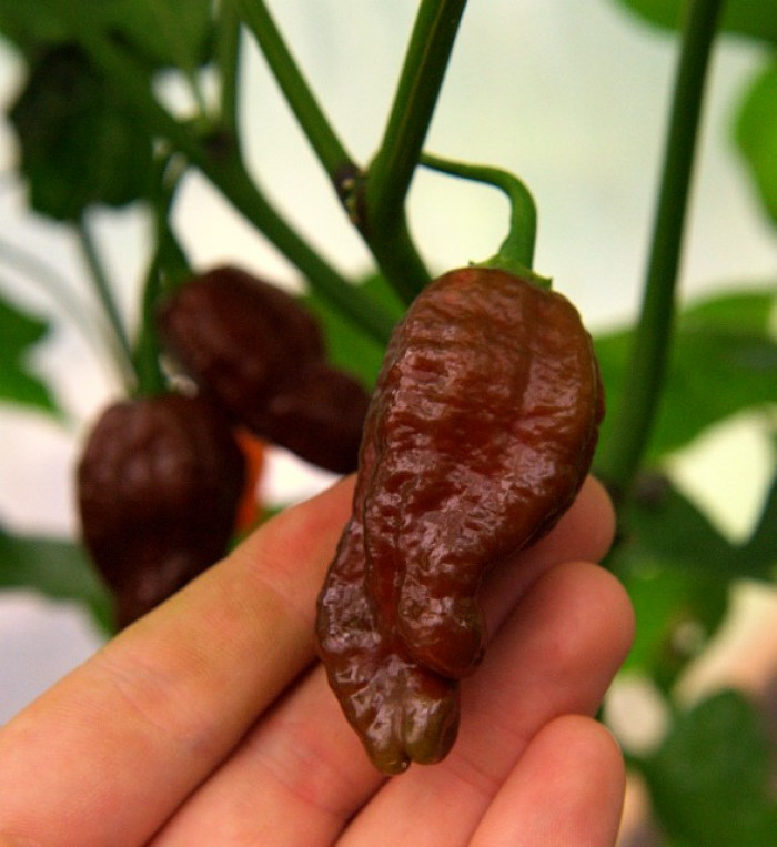 Habanero Chocolate 10ks 5semen.cz